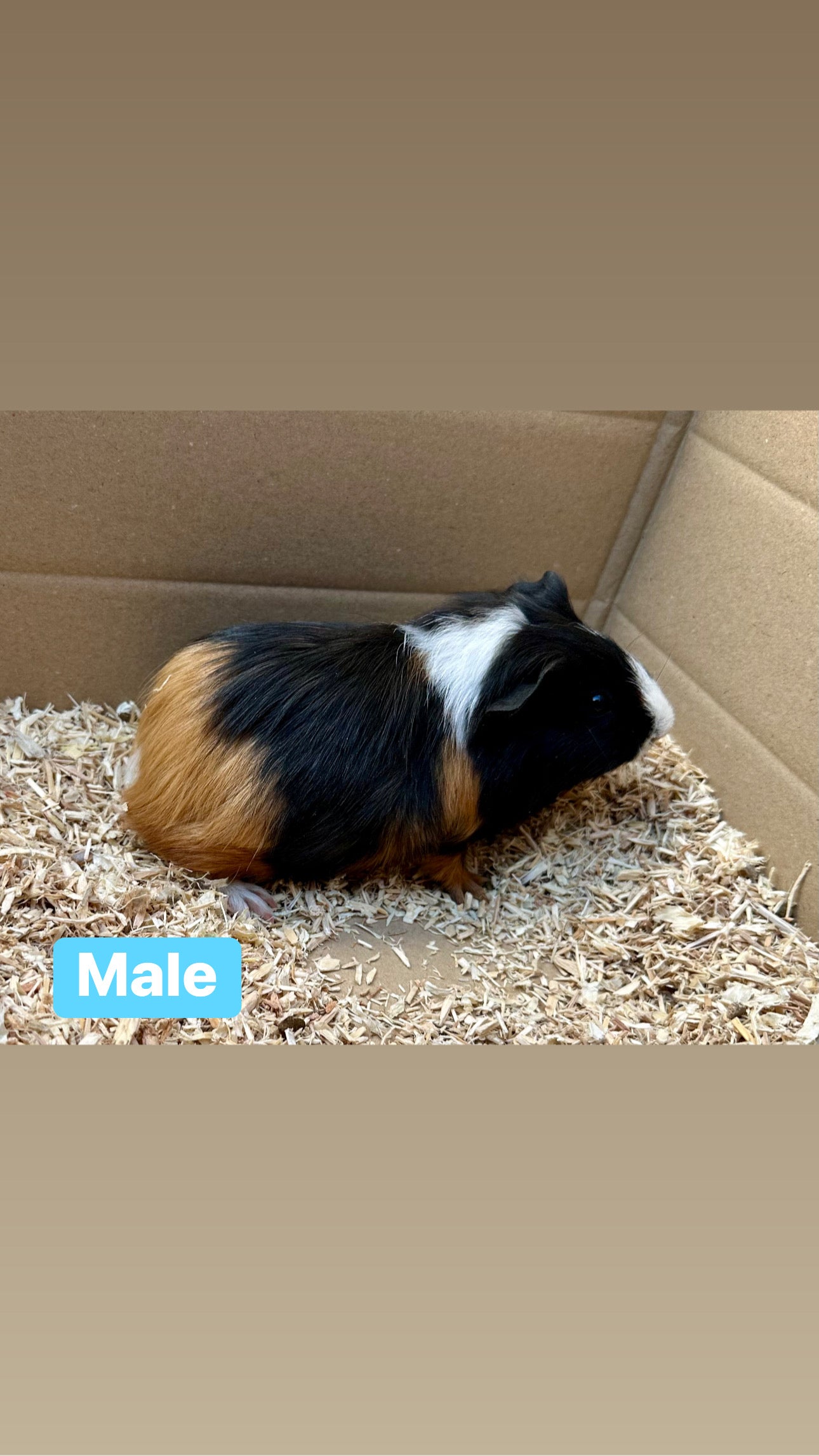 Male guinea pigs
