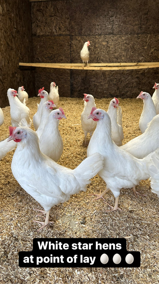 White star hen