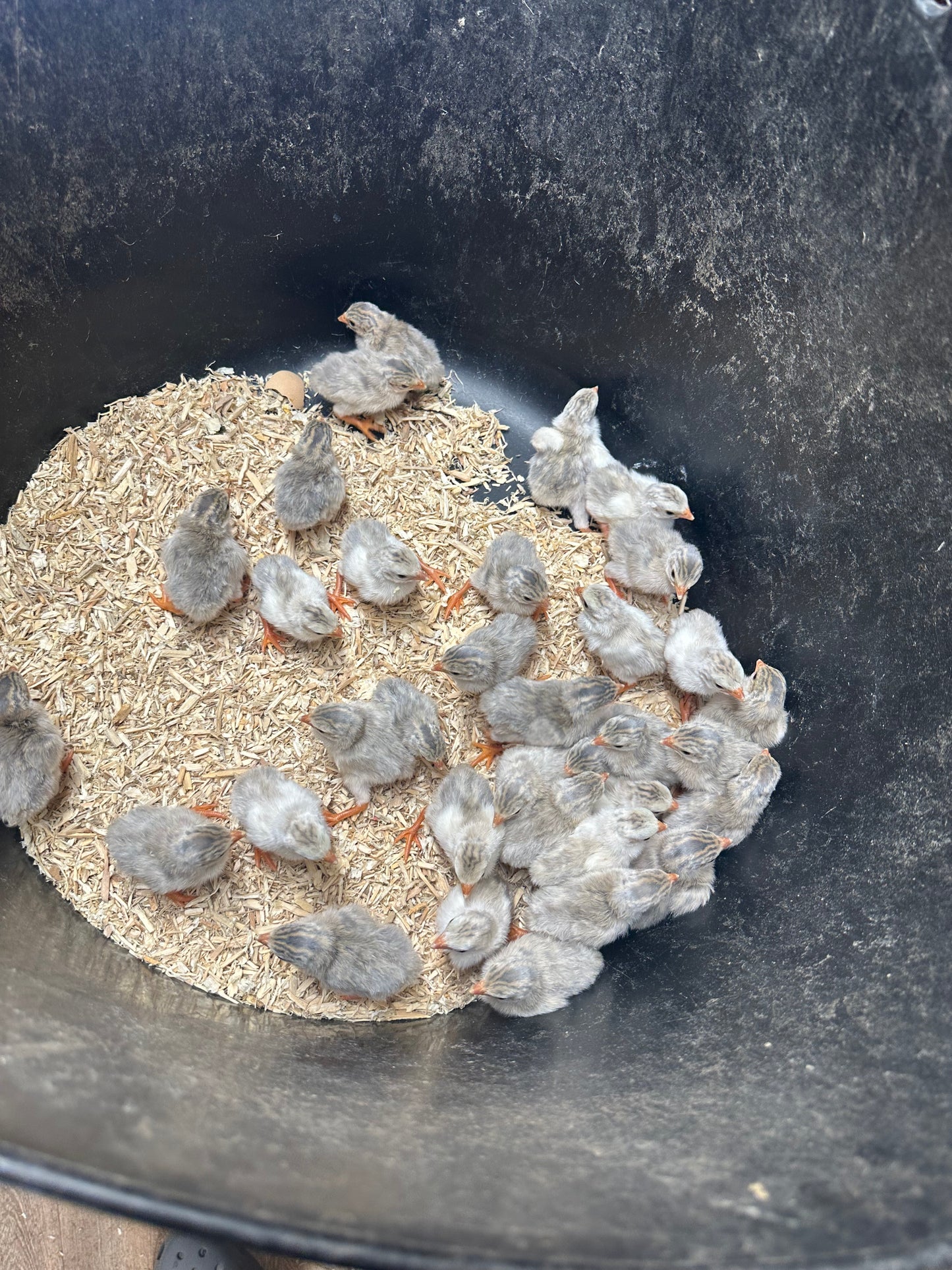 Lavender guinea fowl keets