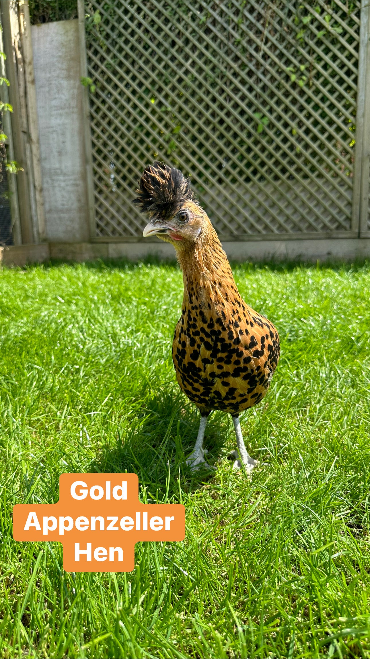 Gold/Silver spangled Appenzeller hatching eggs