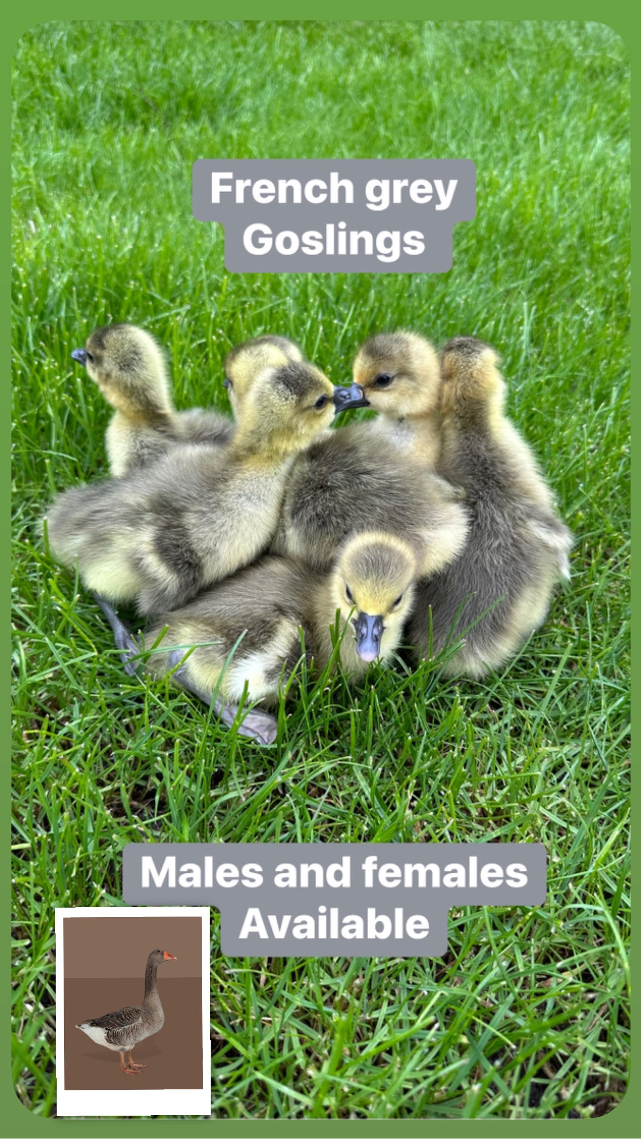 10 week old female geese