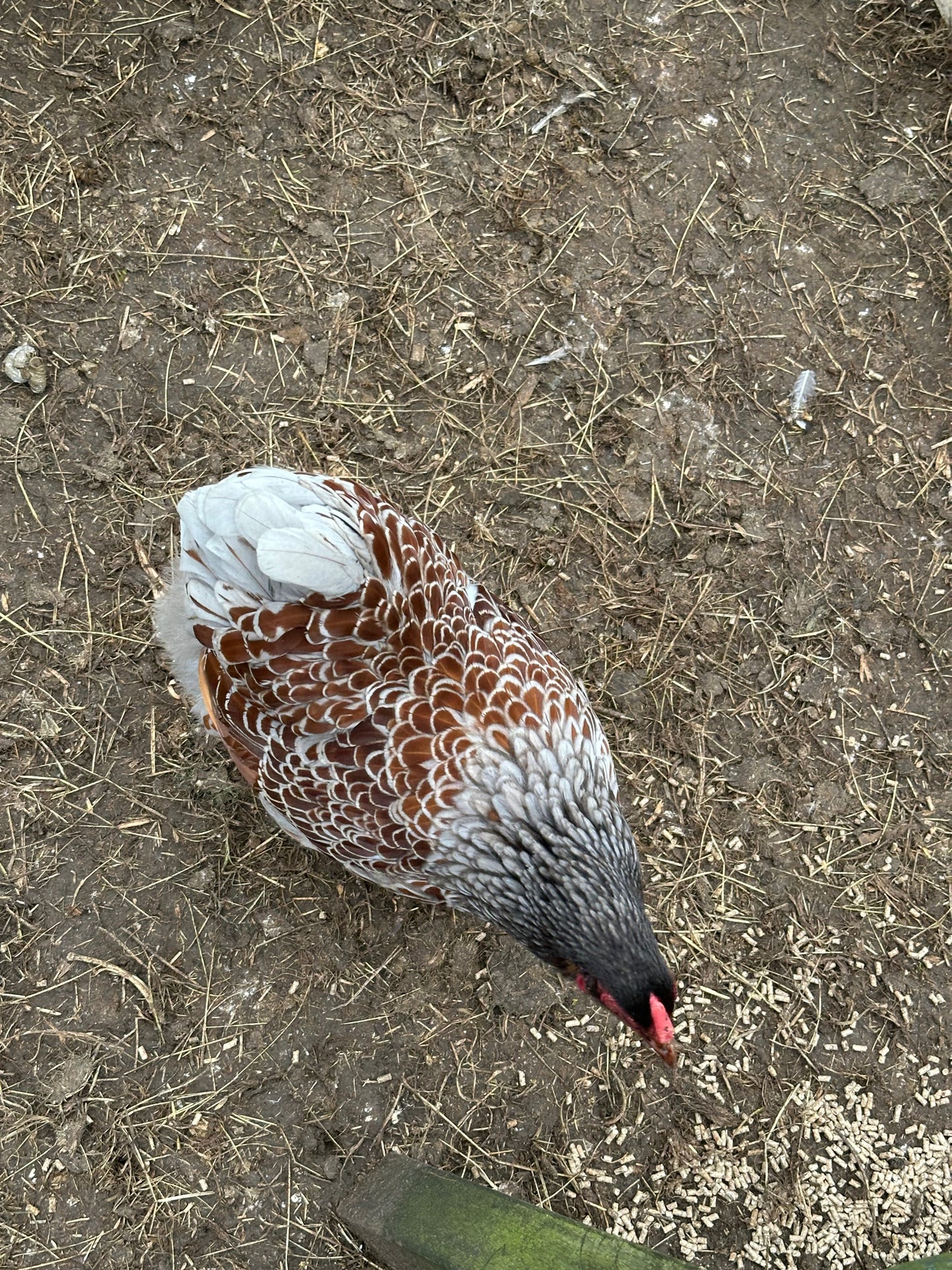 Wyandotte bantam hatching eggs