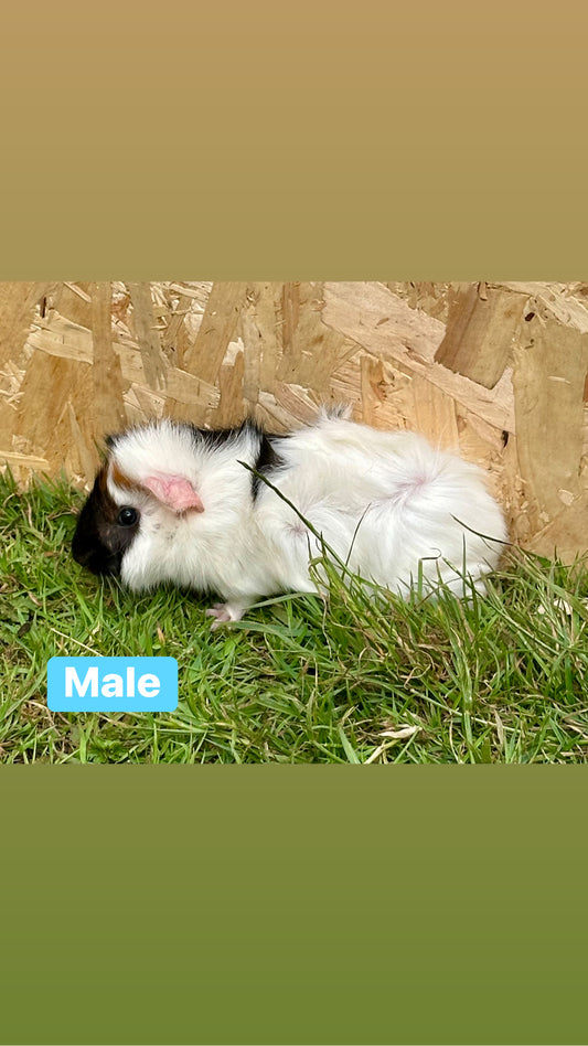Male guinea pigs