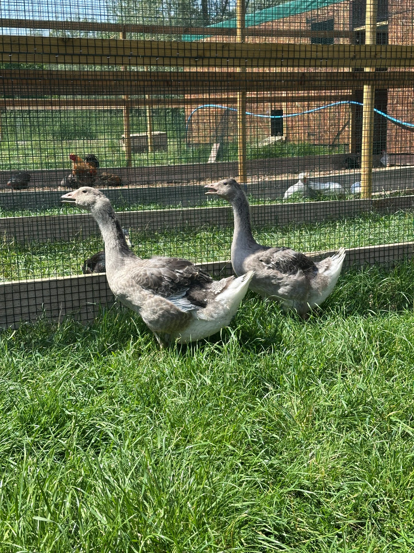 10 week old female geese