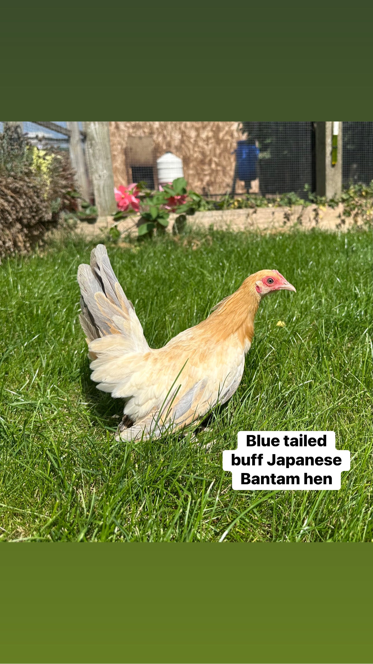 Blue tailed buff Japanese bantam hen