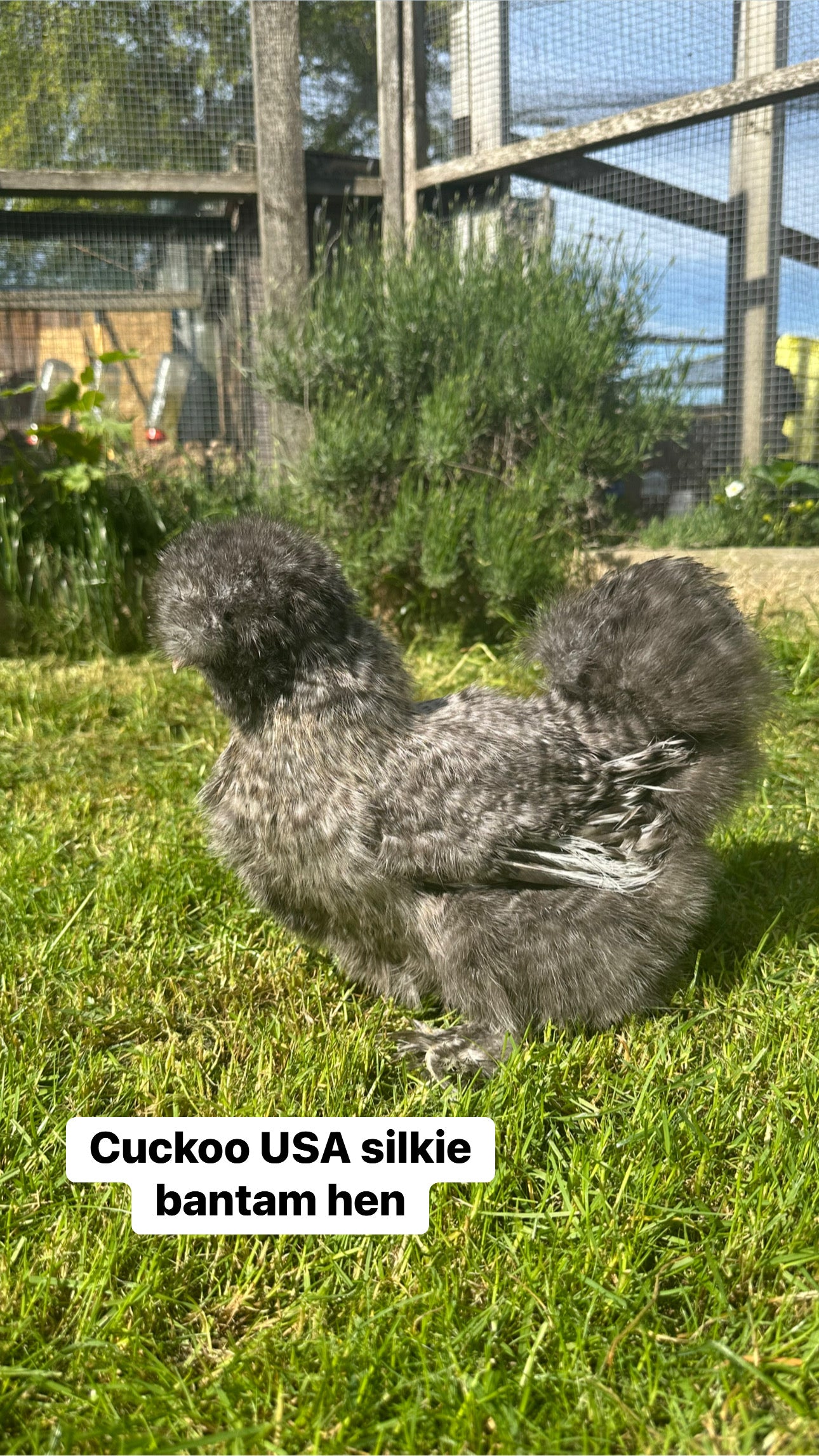 USA silkie bantam hens