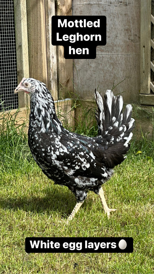 Mottled leghorn