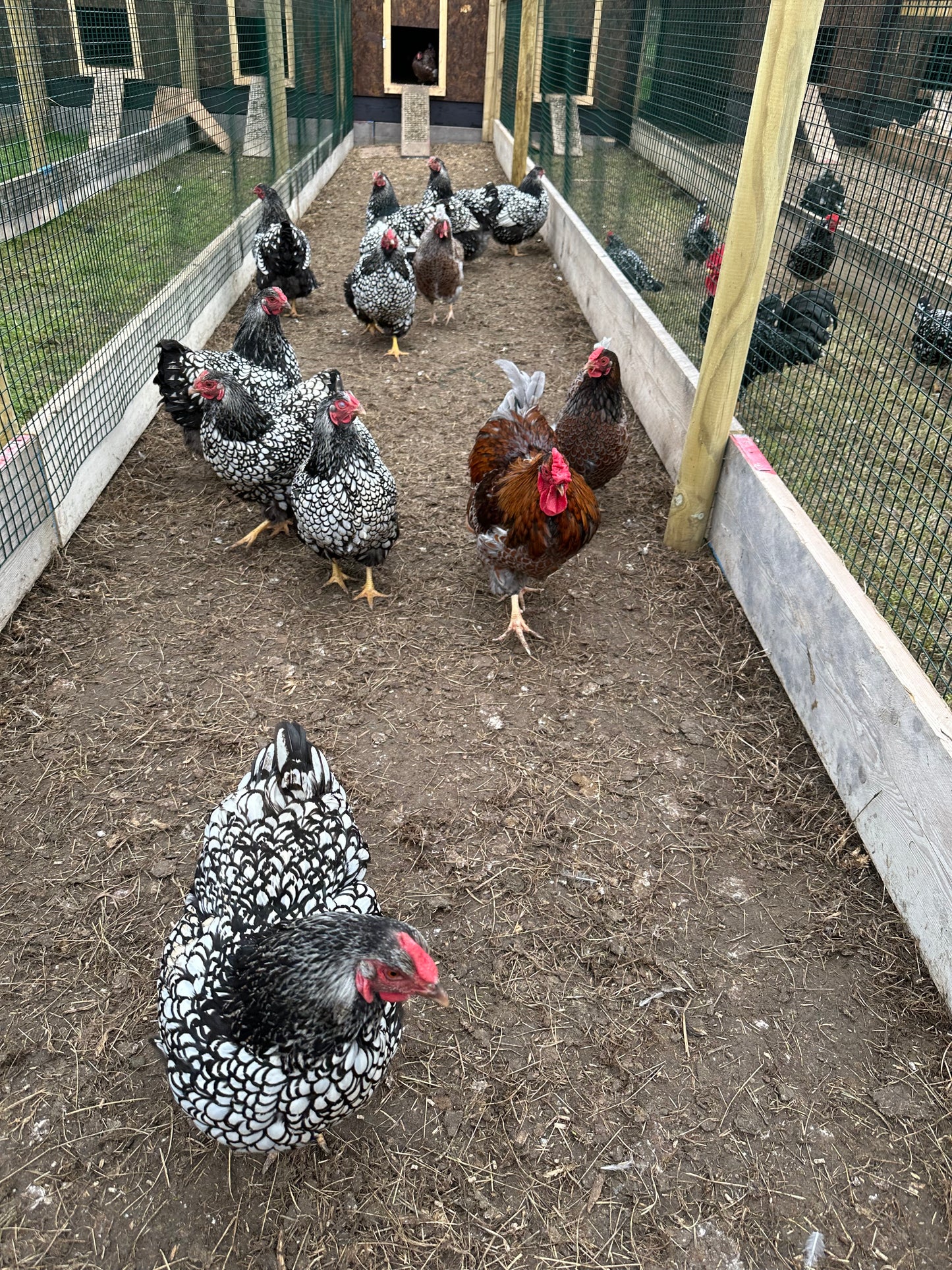Wyandotte bantam hatching eggs