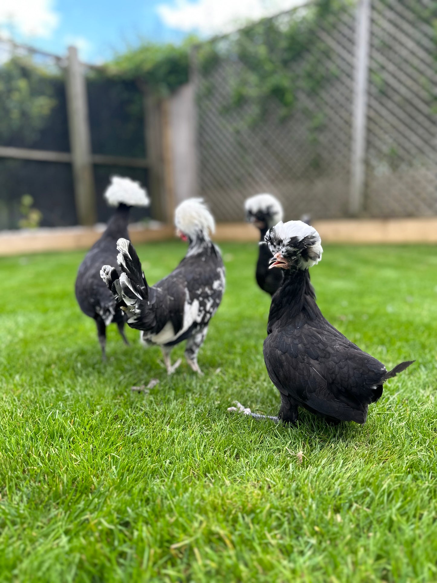 Polish bantam hatching eggs