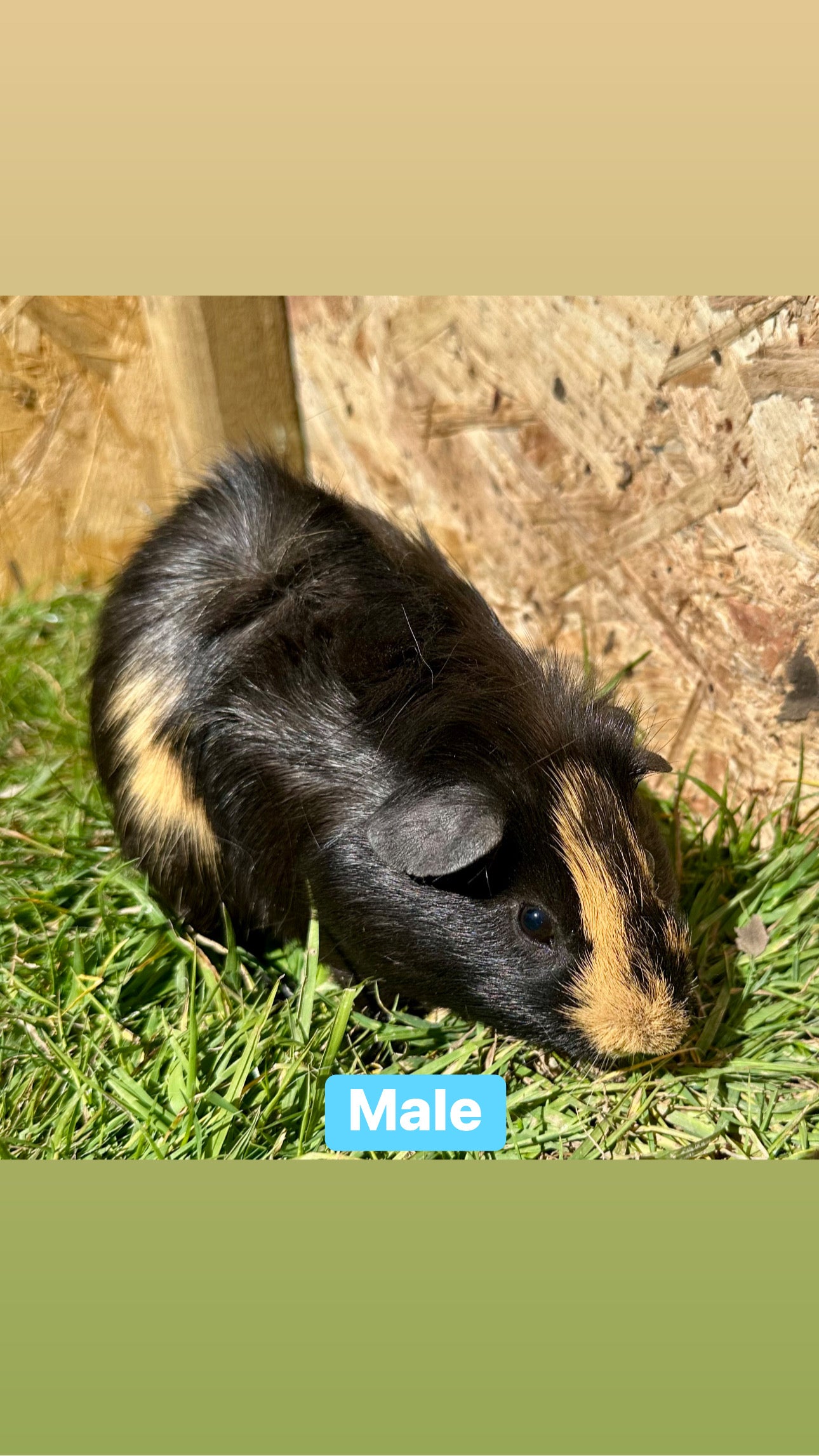 Male guinea pigs