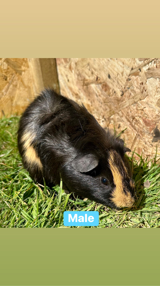 Male guinea pigs