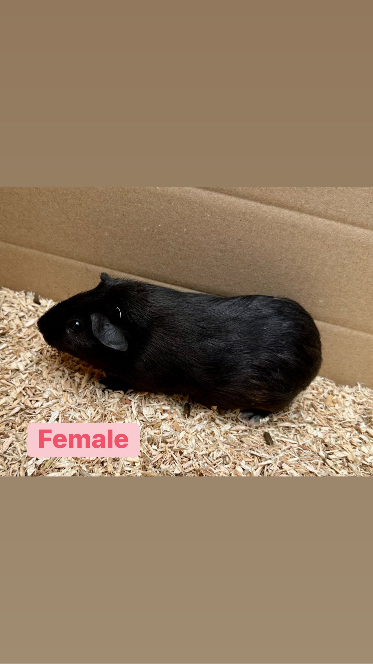 Female Guinea pigs