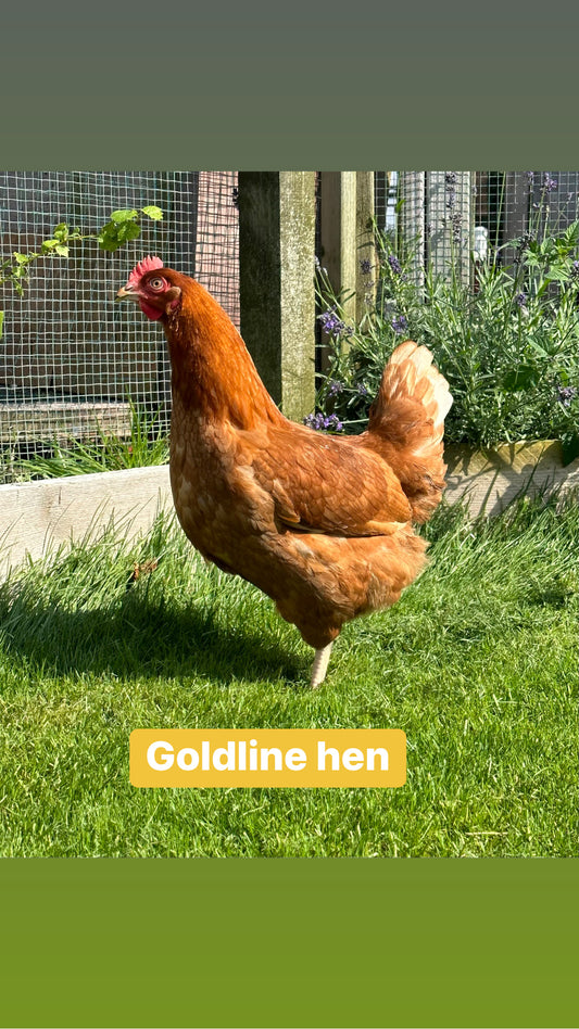Goldline hens