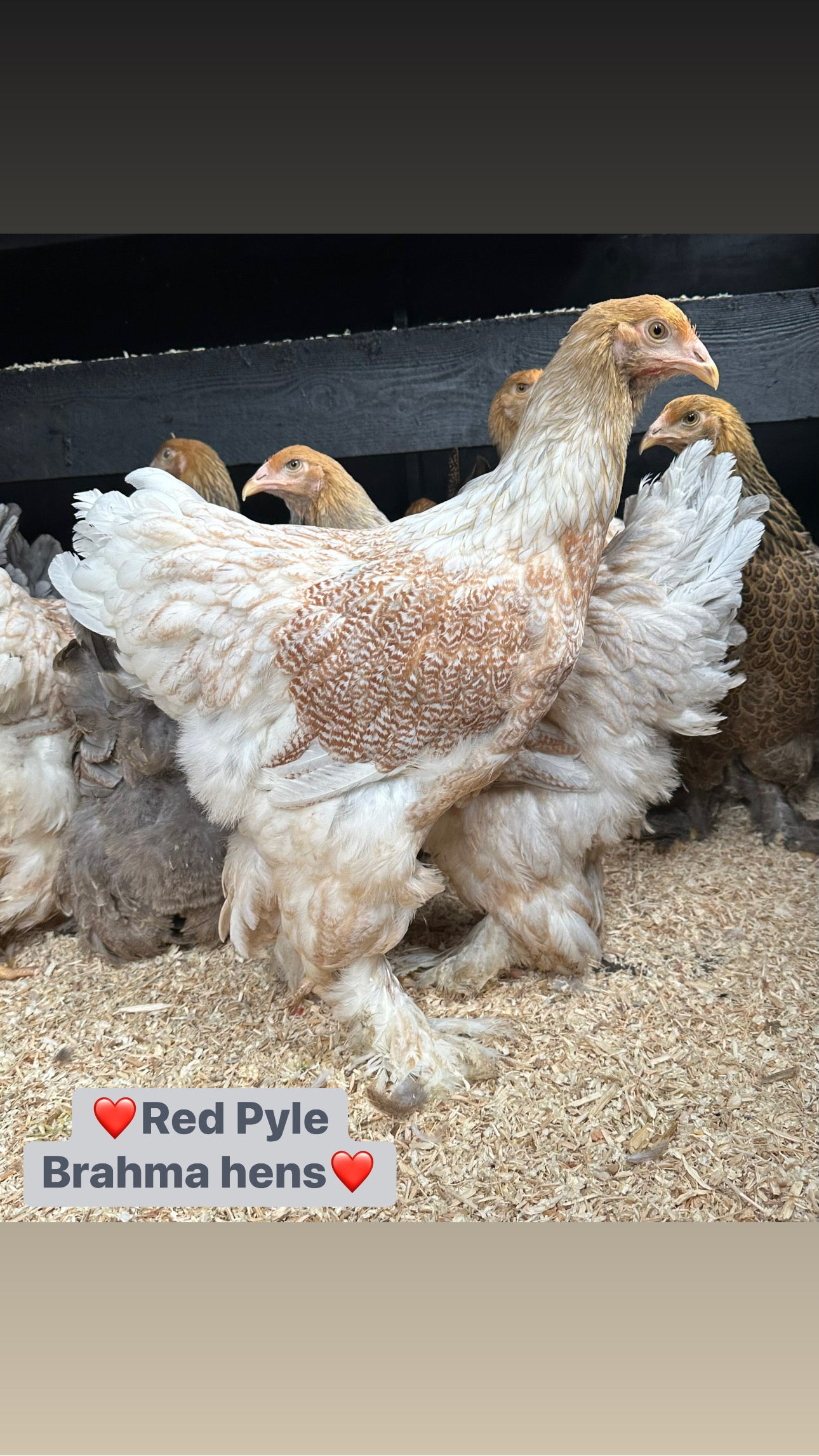 Red Pyle Brahma hen