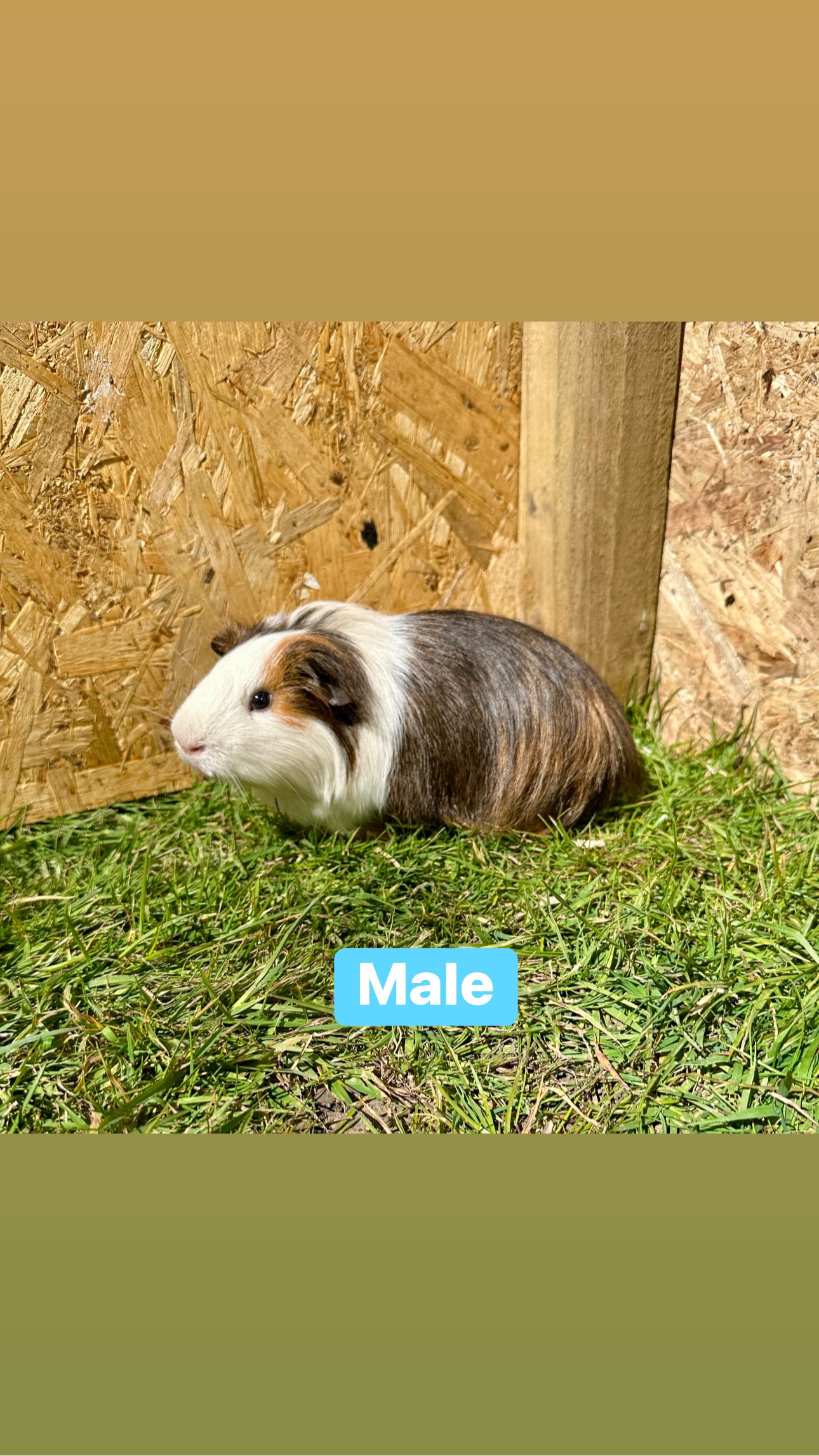 Male guinea pigs