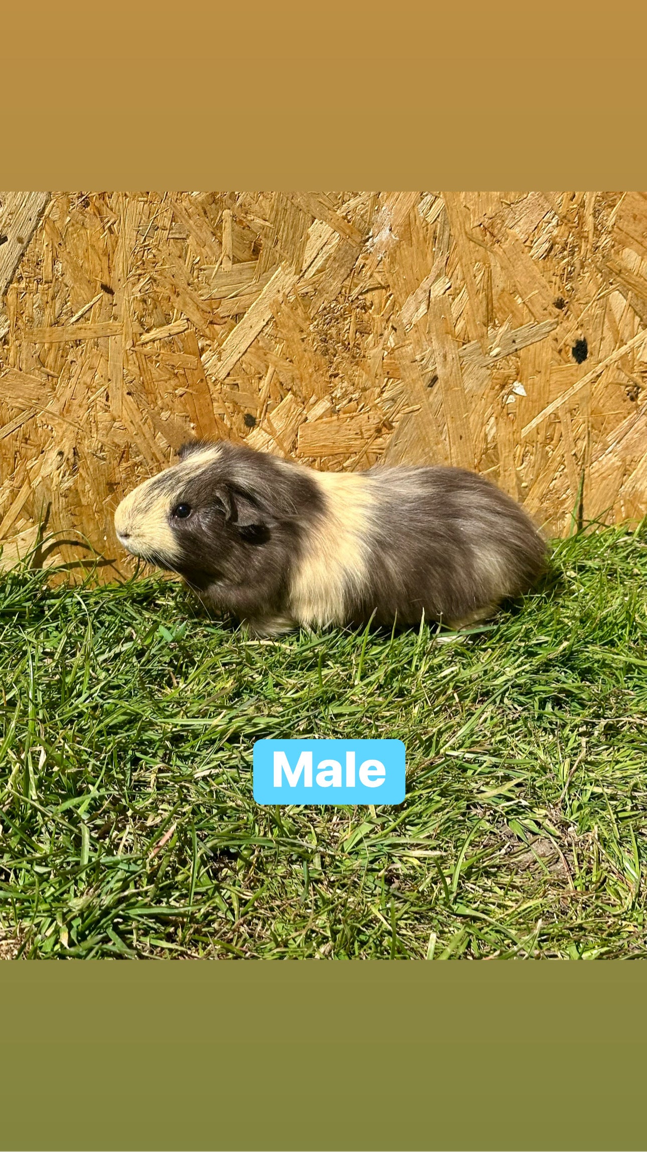 Male guinea pigs