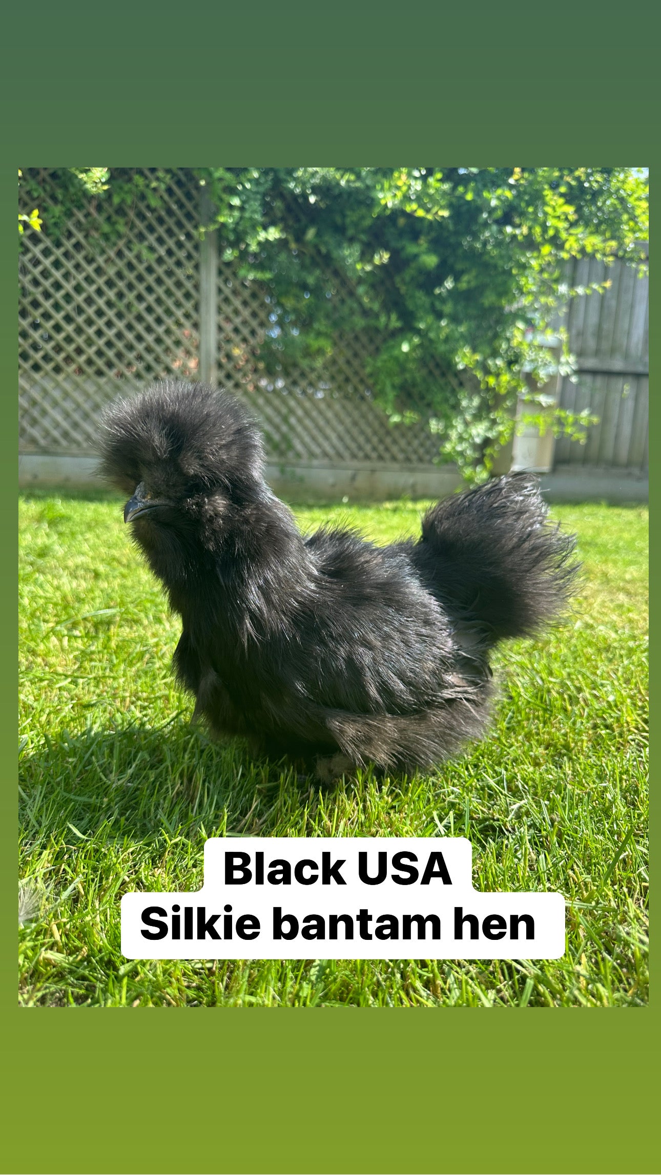 USA silkie bantam hens