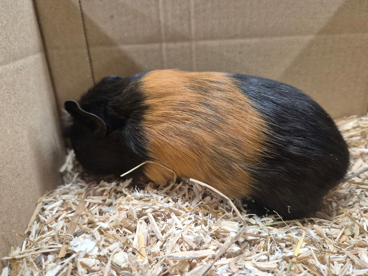 Female Guinea pigs