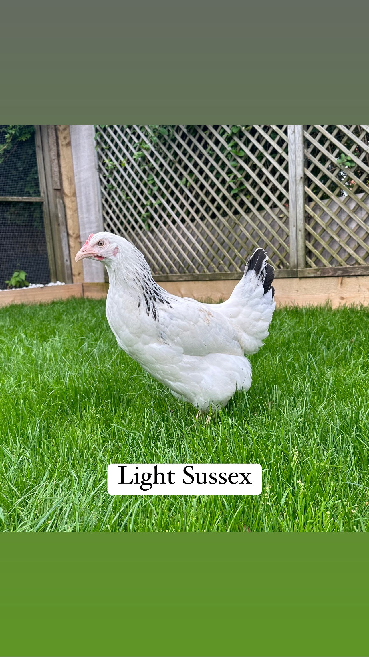 Light Sussex hen