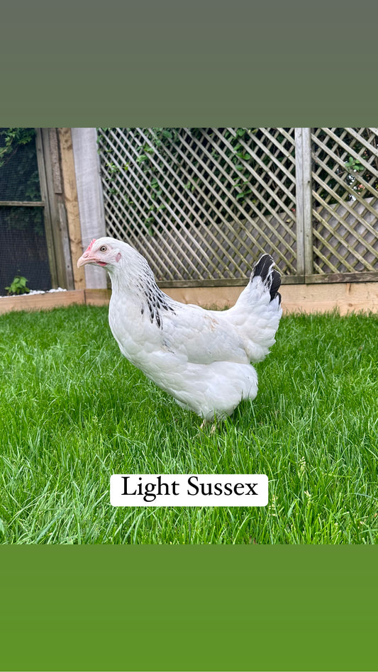 Light Sussex hen