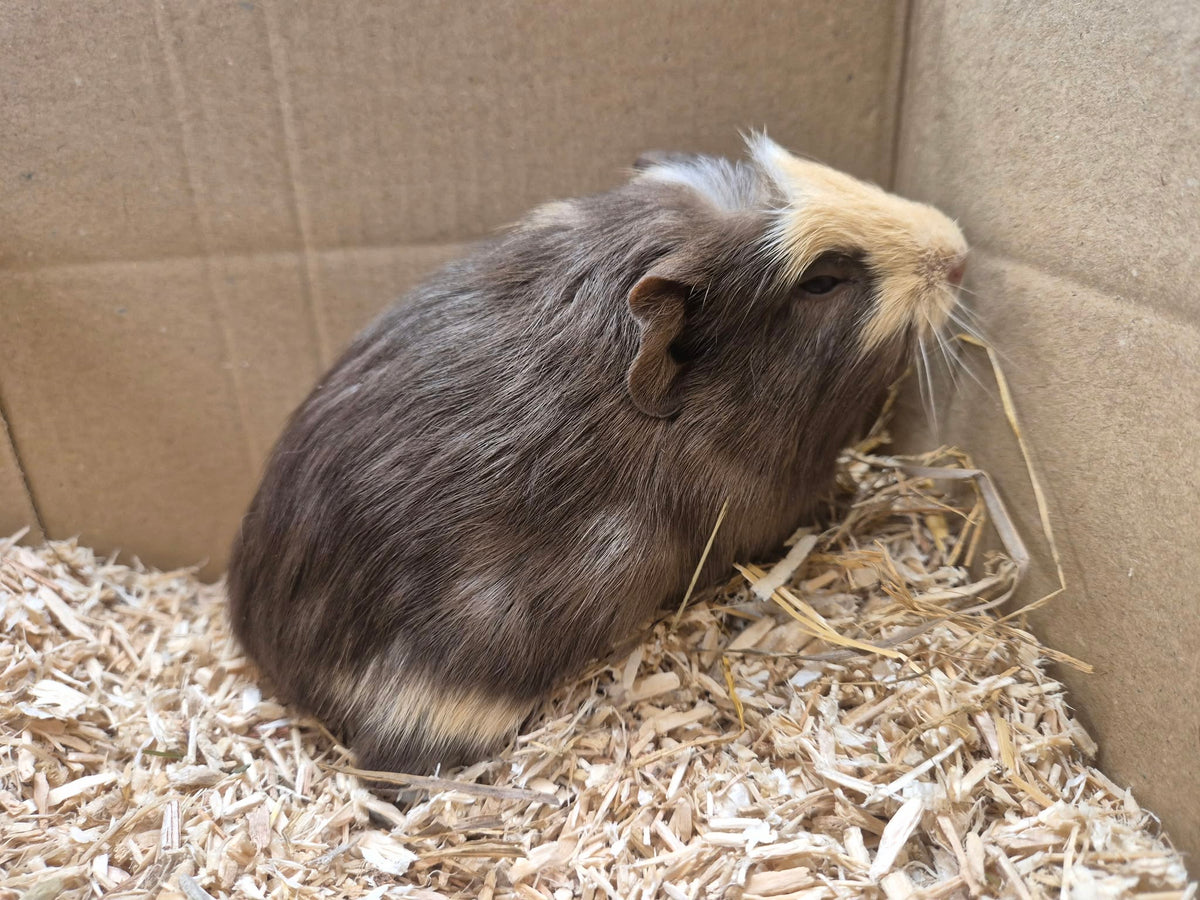 Female Guinea pigs