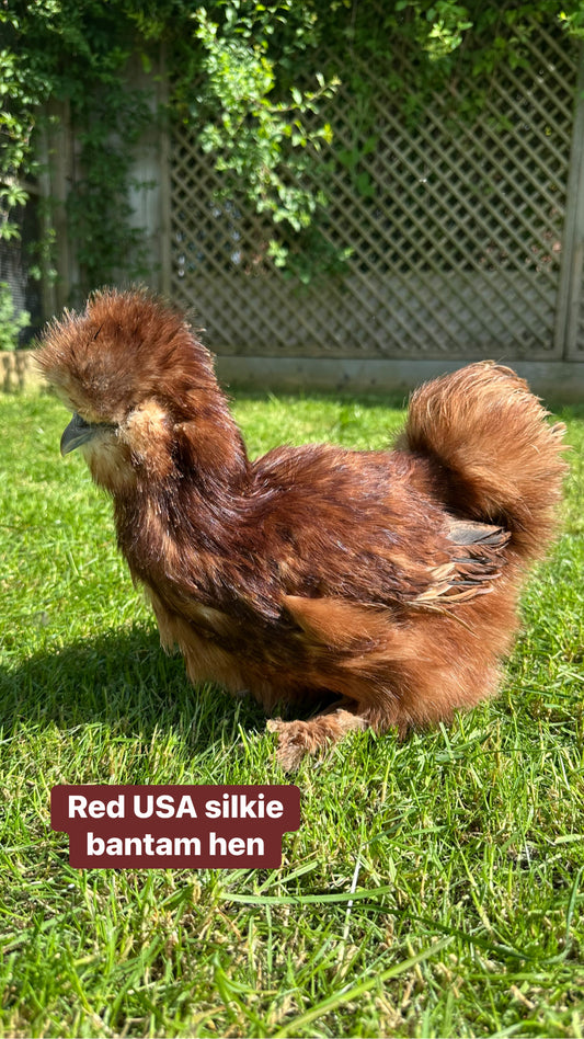 USA silkie bantam hens