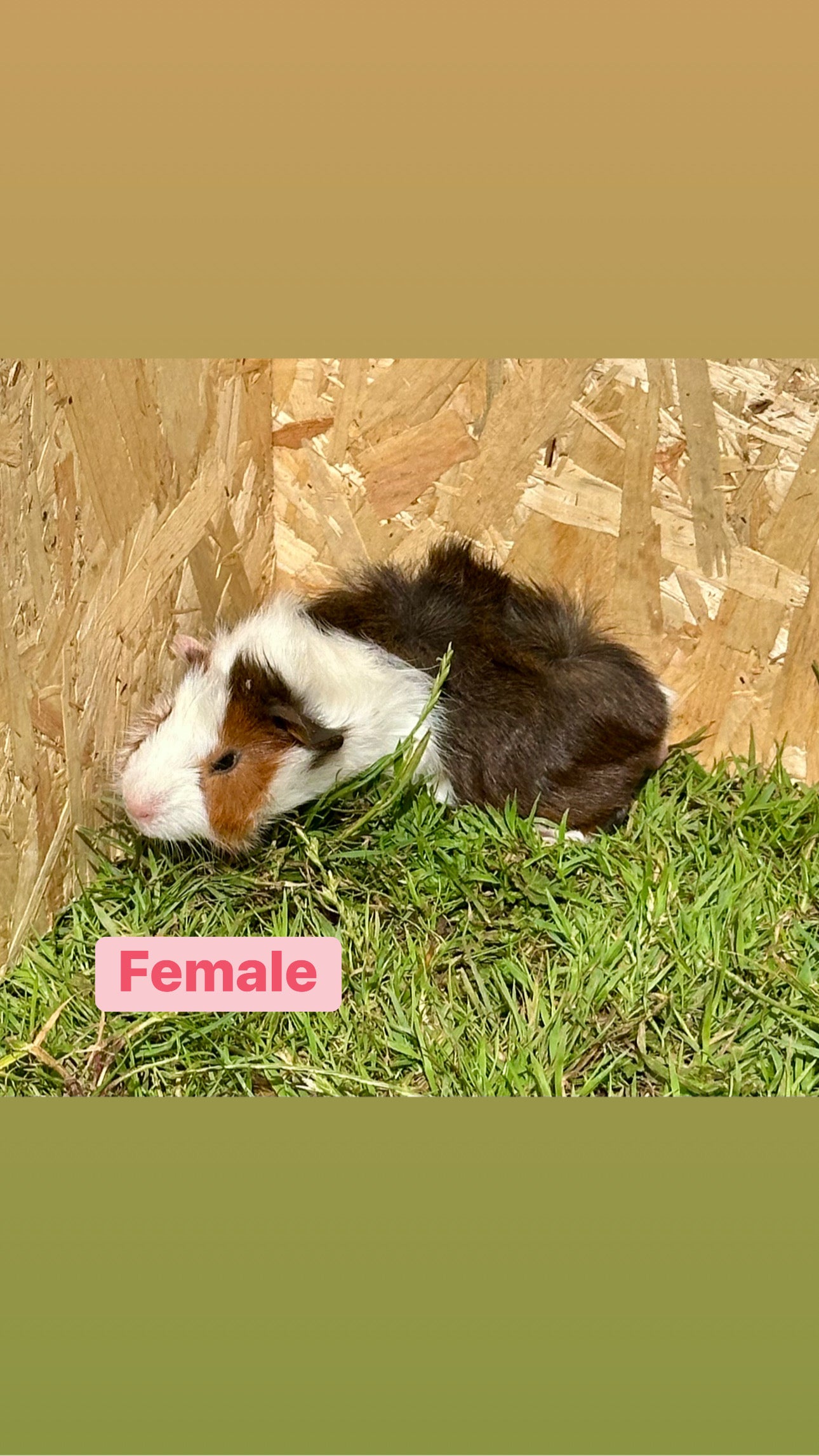 Female Guinea pigs