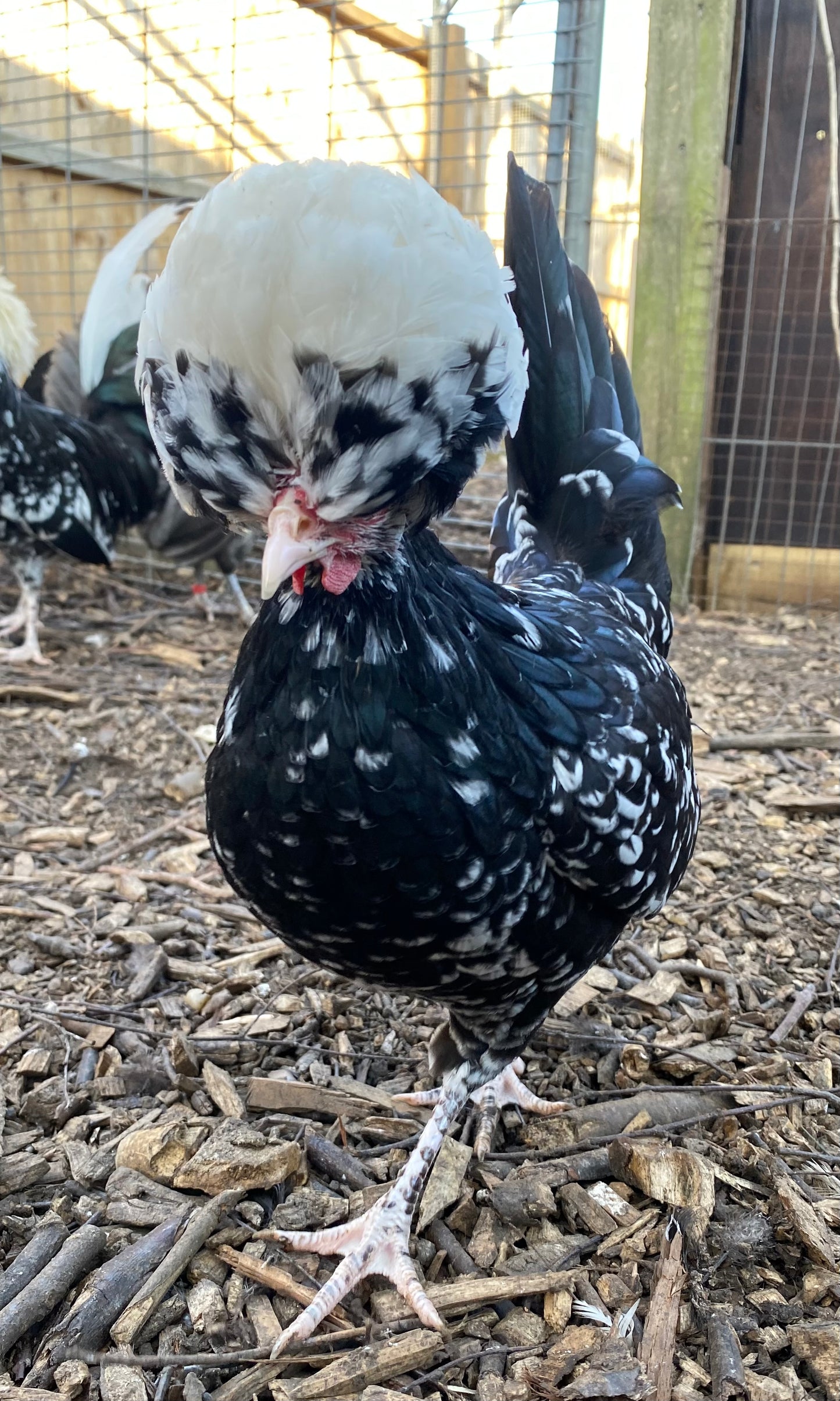 Polish bantam hatching eggs