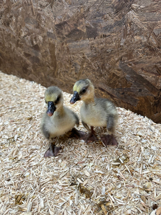 Chinese goslings