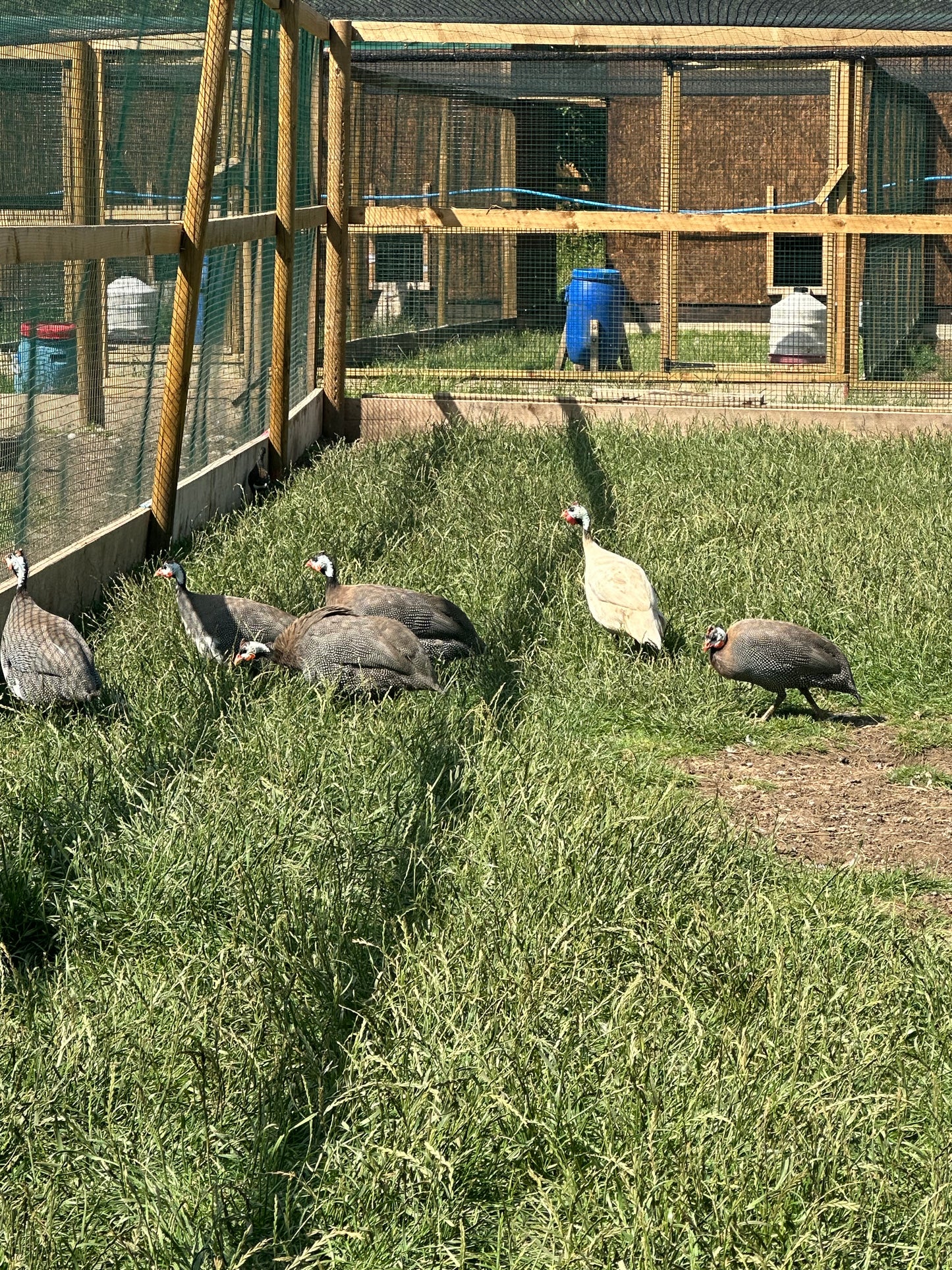Guinea fowl hatching eggs