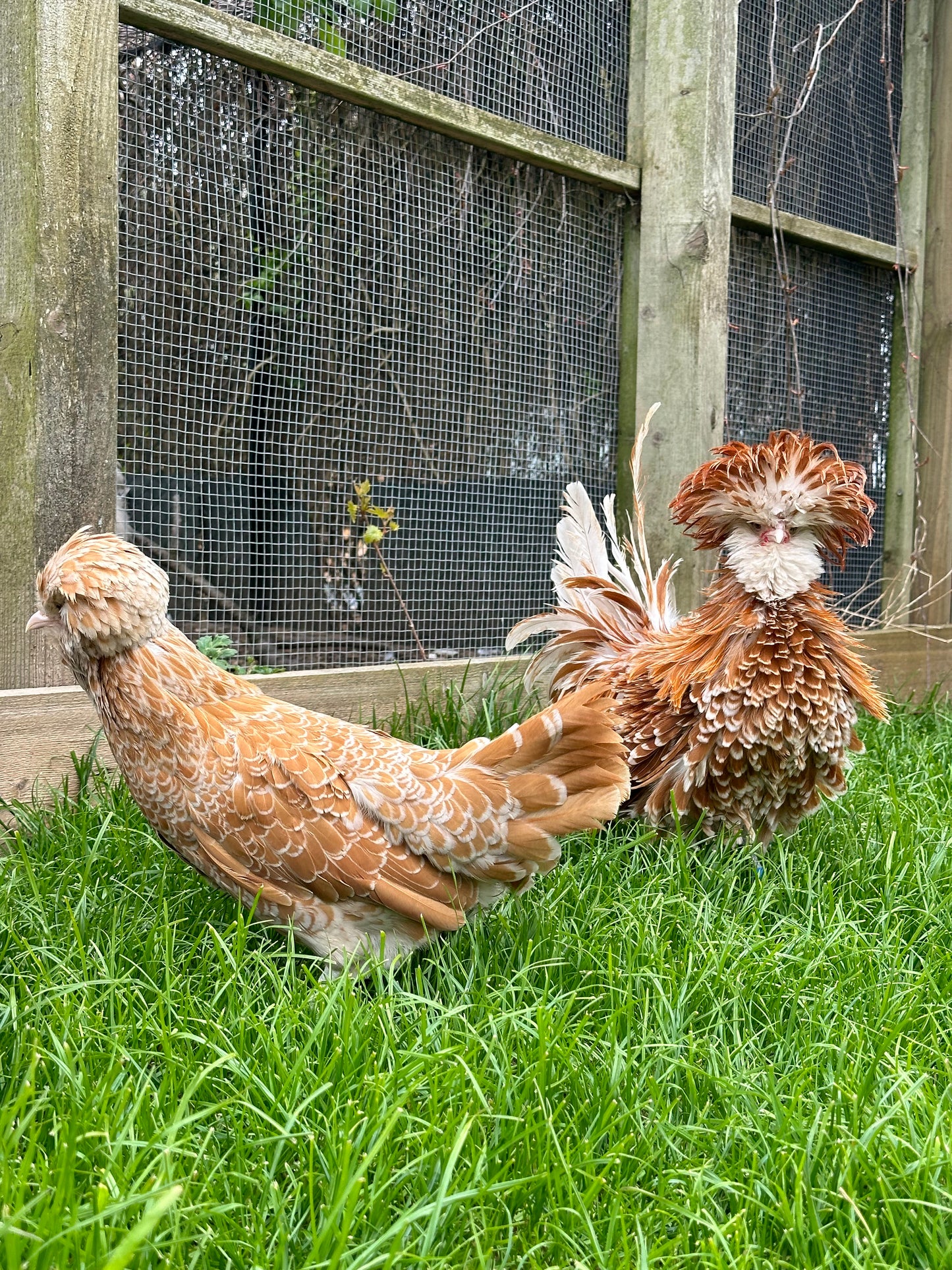 Frizzle chamois polish bantam hatching eggs x 6