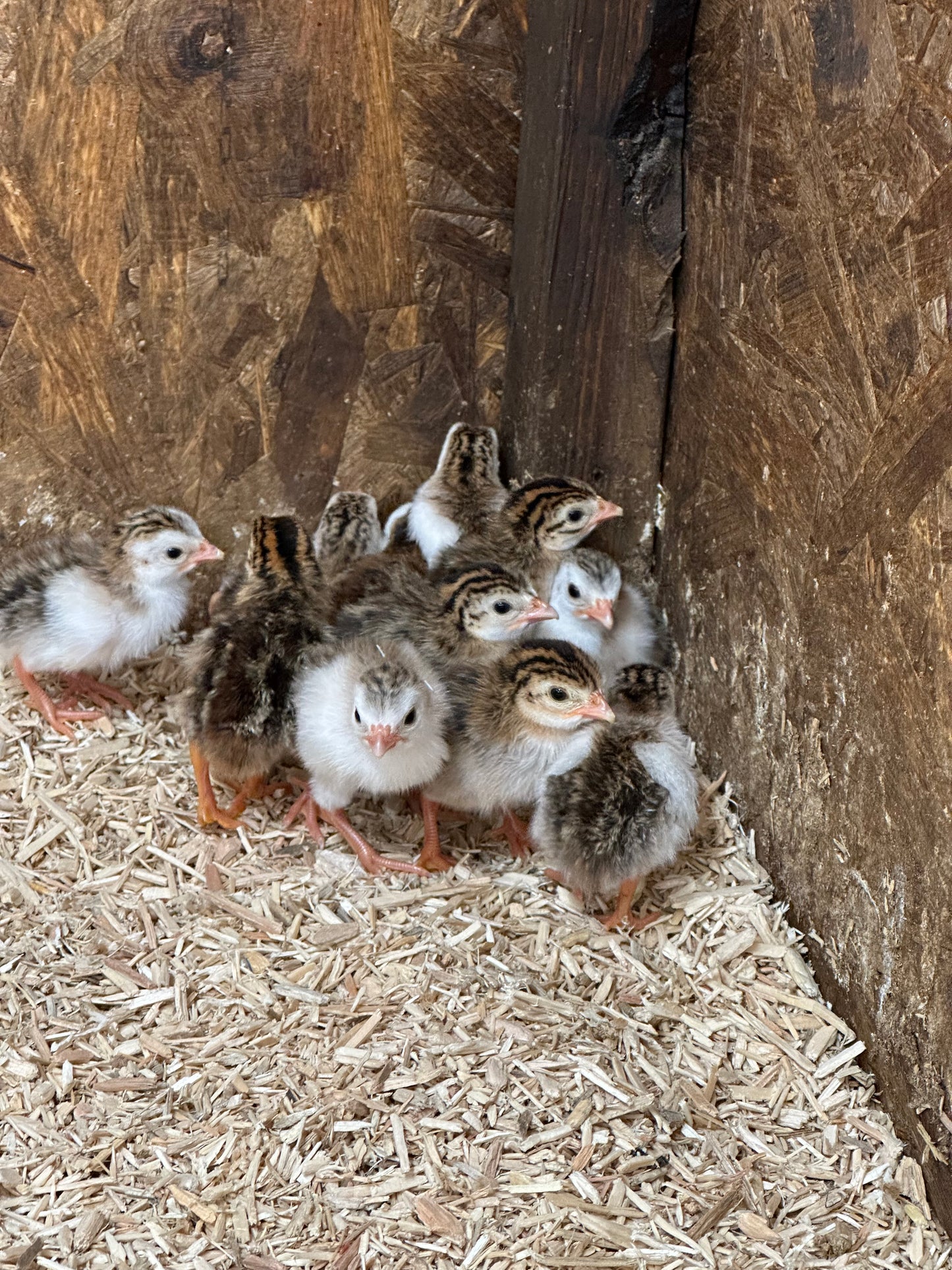 Guinea fowl keets
