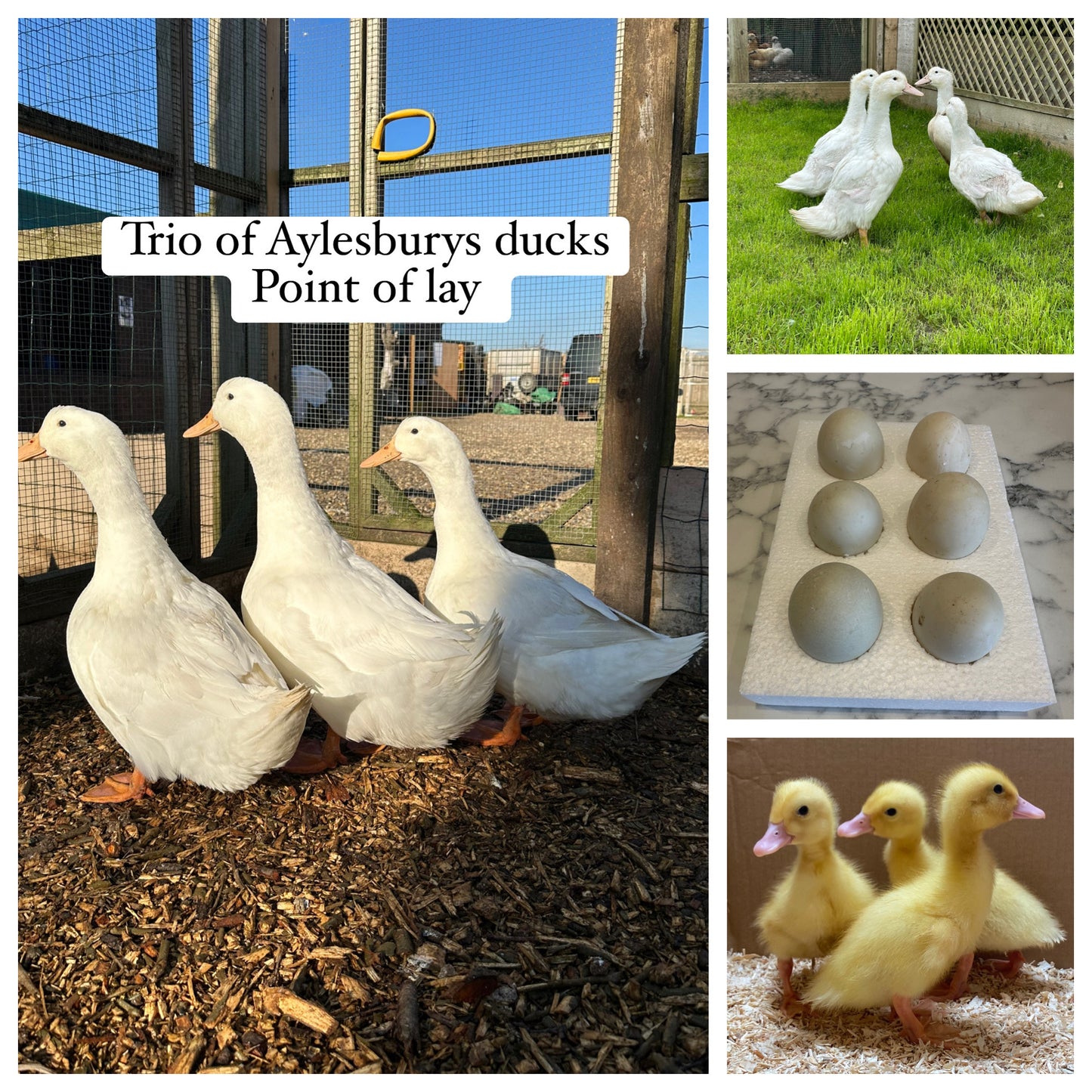 6 Aylesbury duck hatching eggs