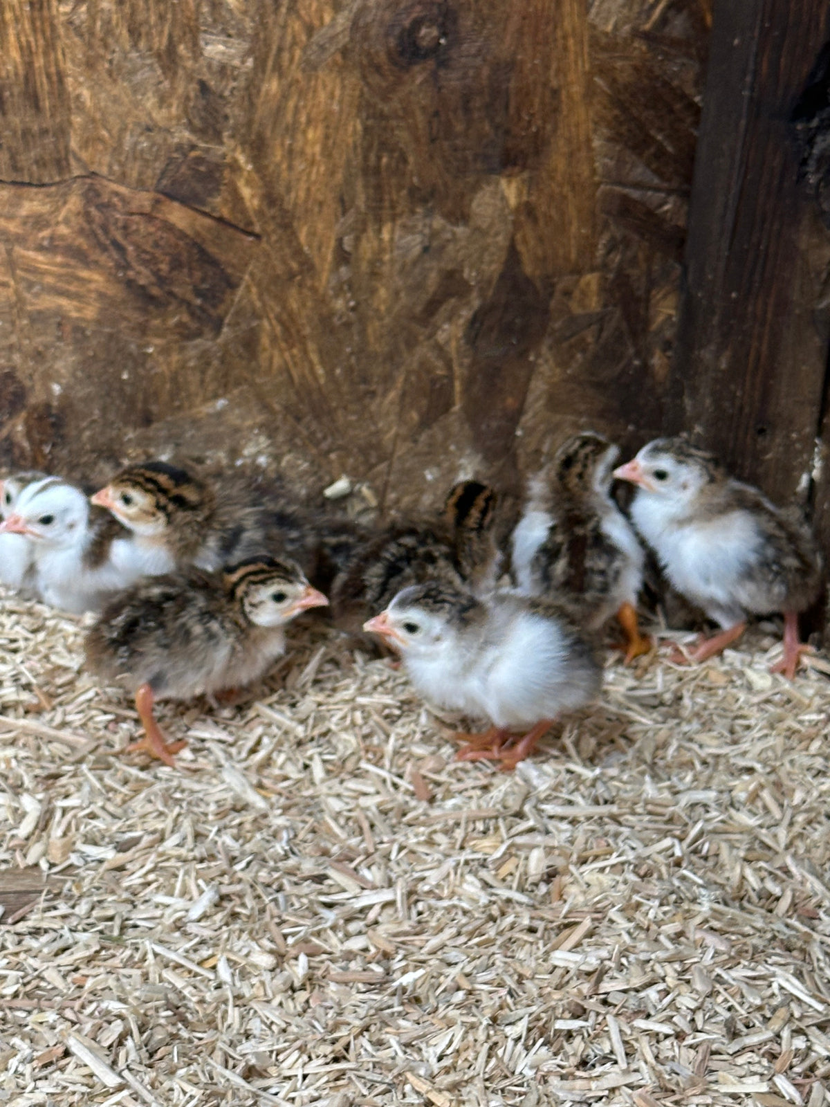 Pied guinea fowl keets