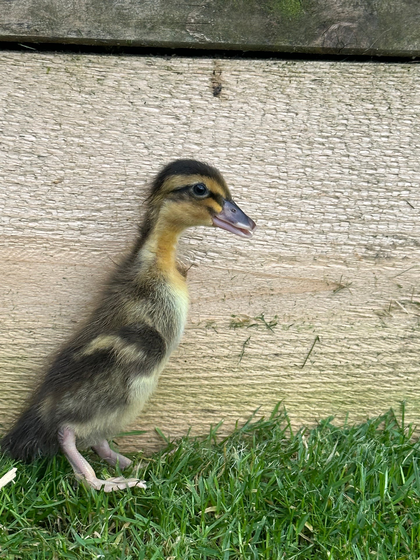 Female Indian runner ducklings