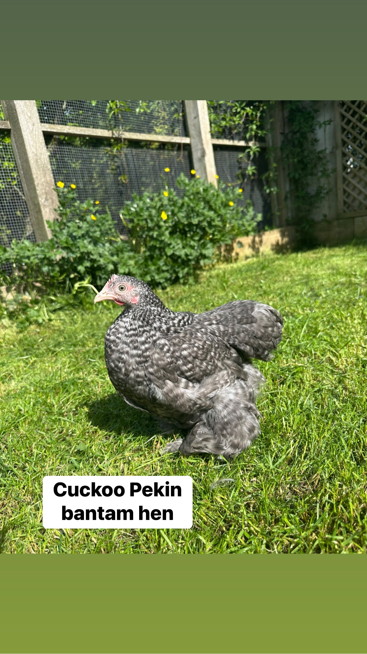 Mixed bantam hatching eggs