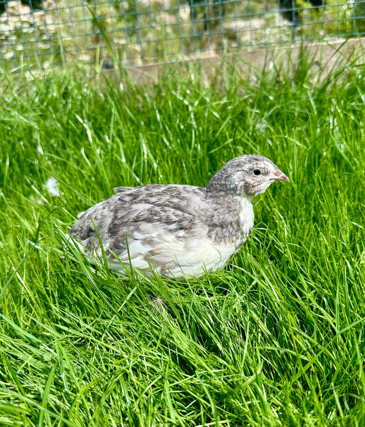 Japanese Quail hens