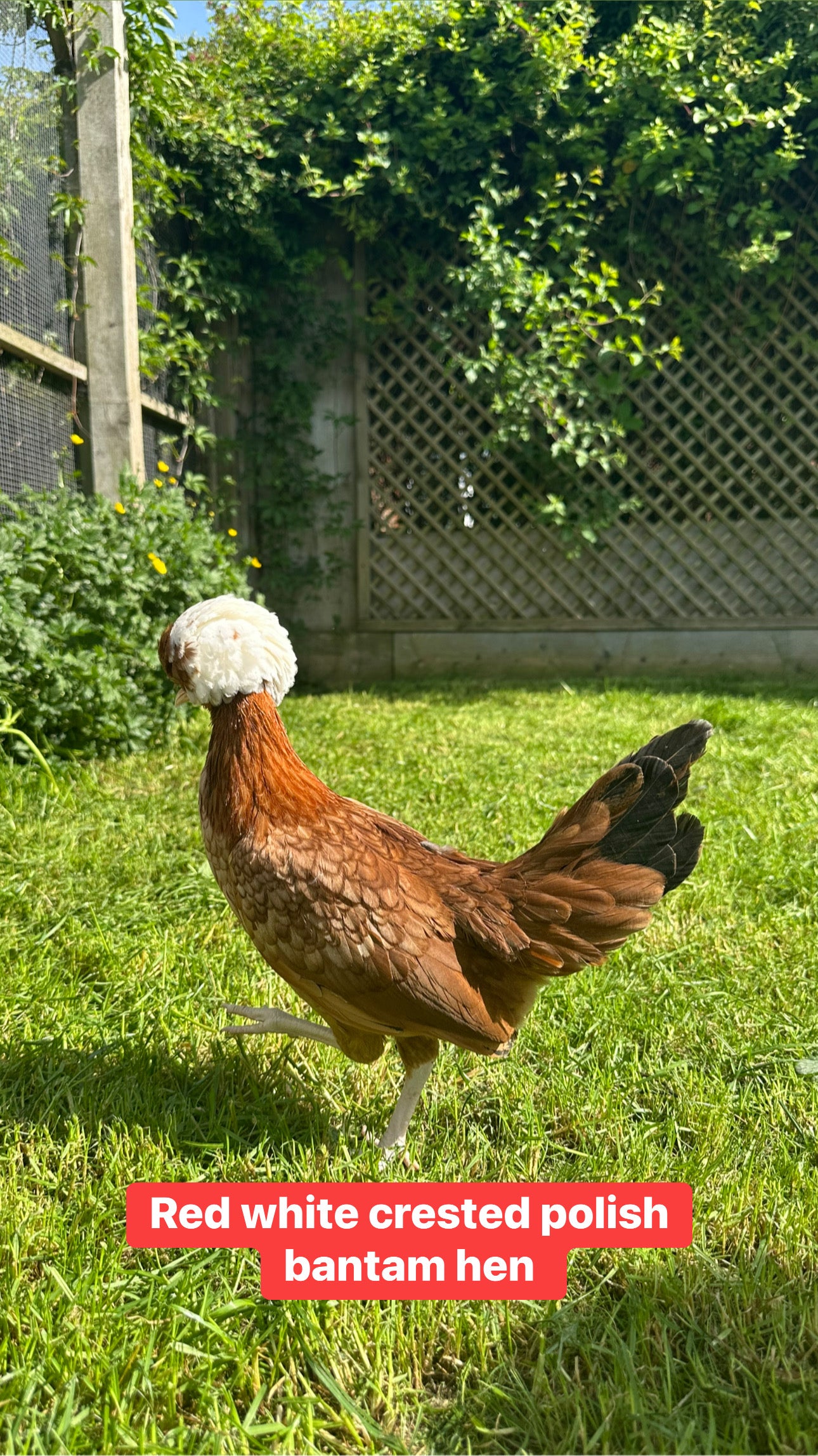 Polish bantams hens