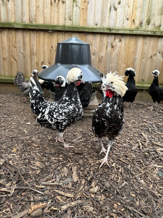 Polish bantam hatching eggs