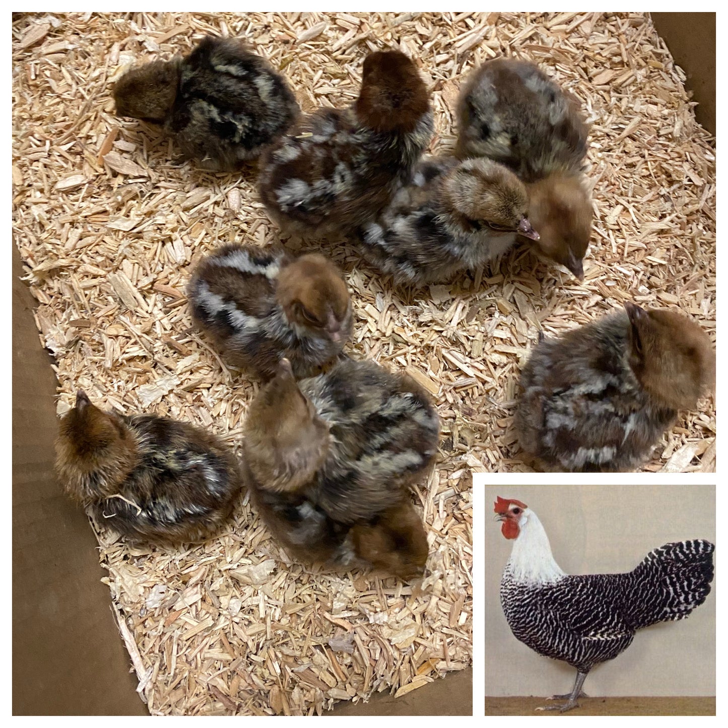 Silver Campine hatching eggs x 6