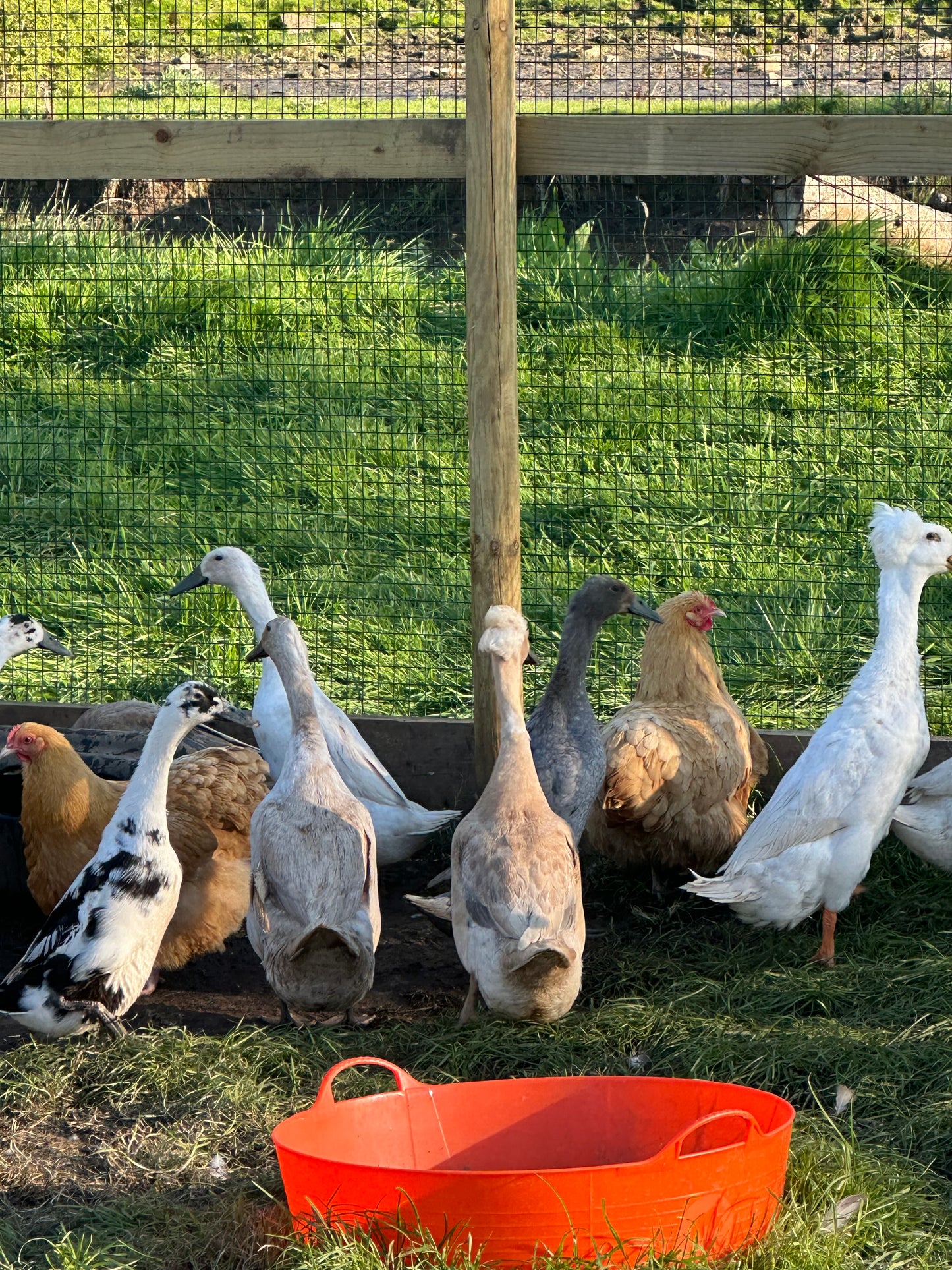Indian Runner Duck hatching eggs