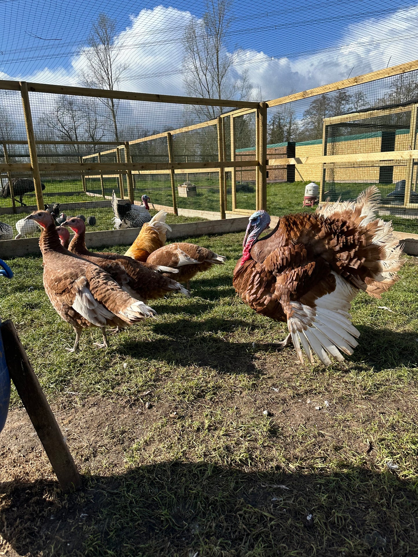Bourbon red turkey poults