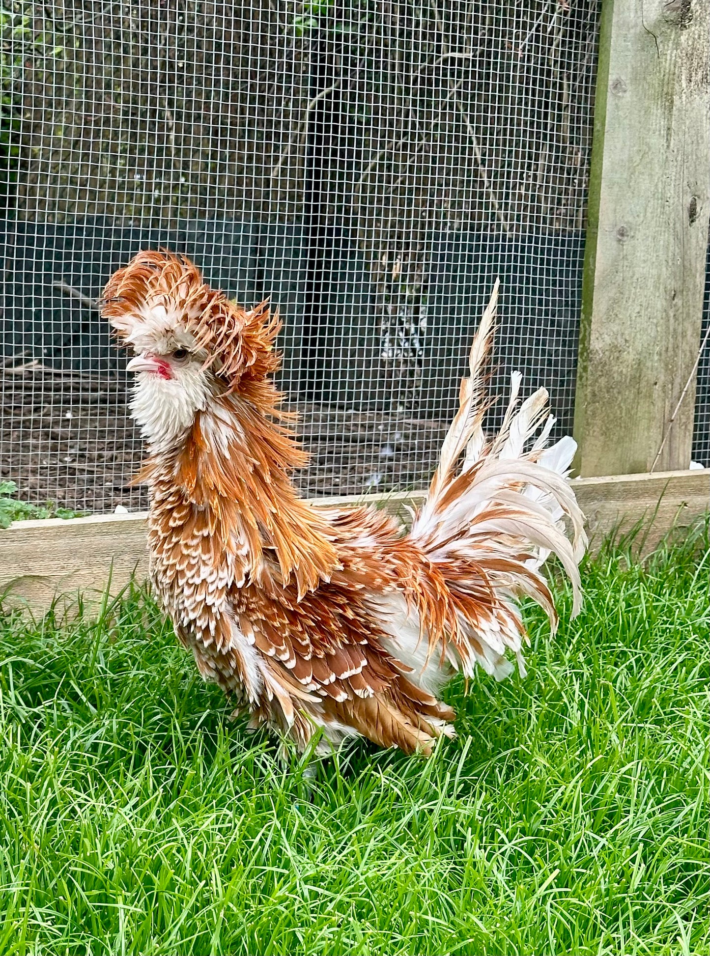 Frizzle chamois polish bantam hatching eggs x 6