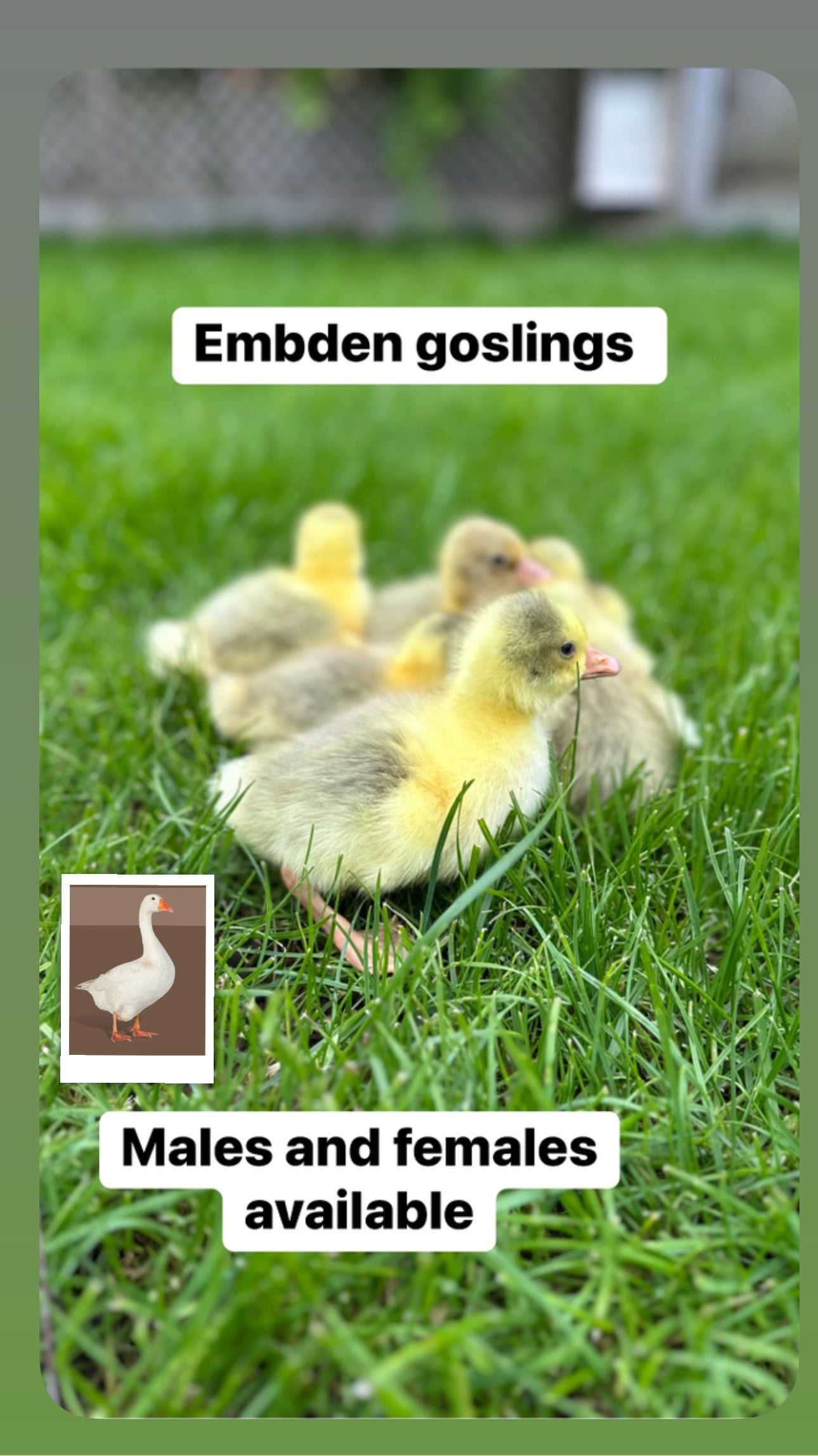 10 week old female geese