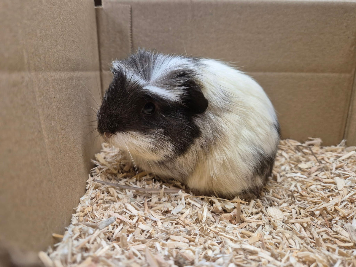 Female Guinea pigs