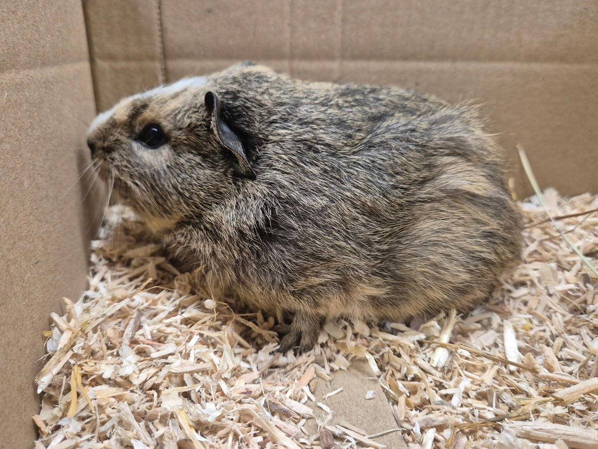 Female Guinea pigs