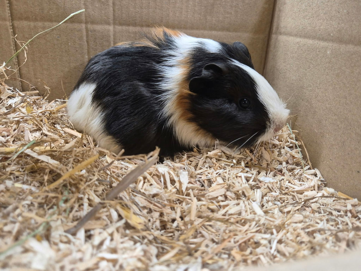 Female Guinea pigs