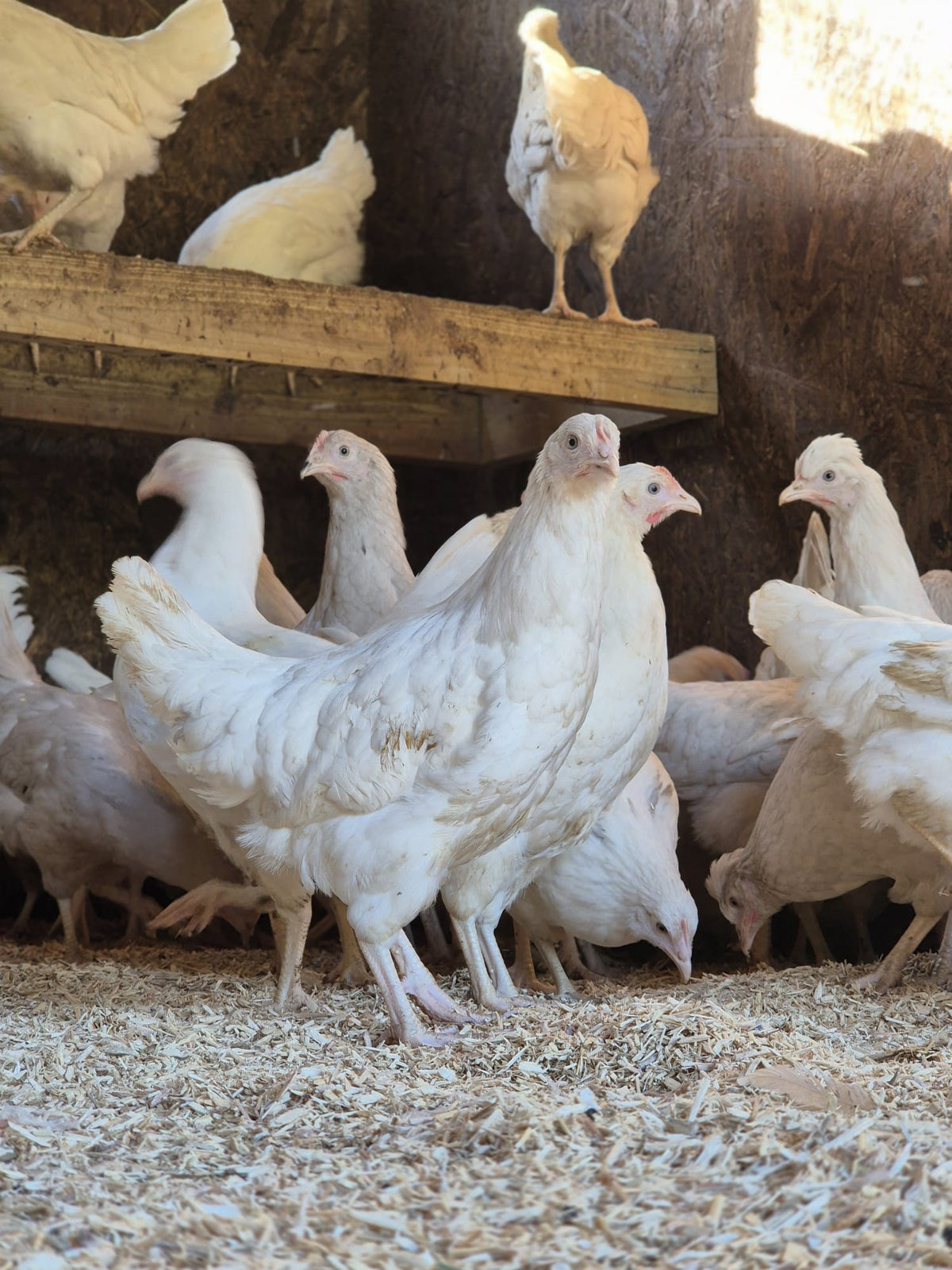 Oliver egger hen
