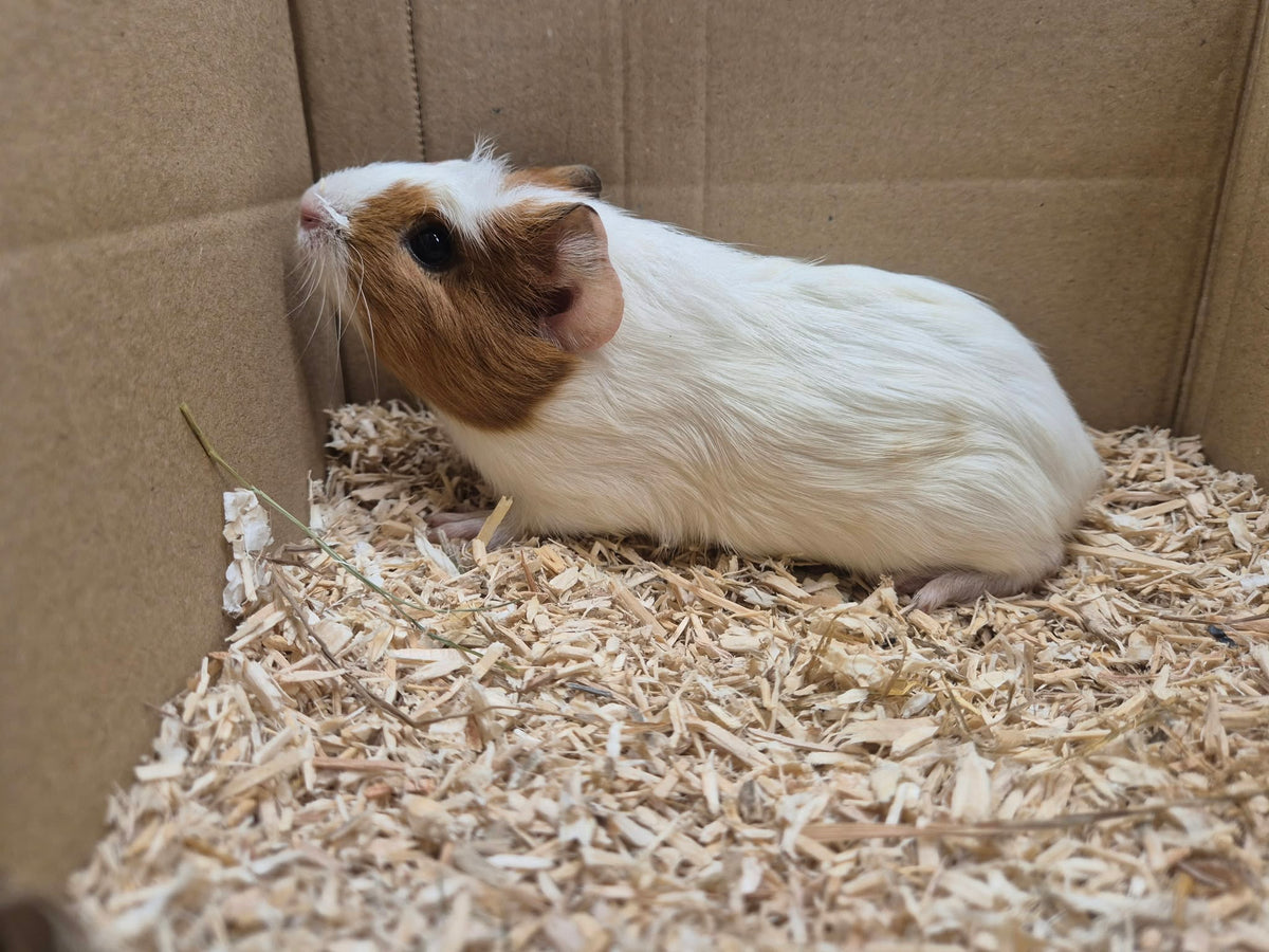 Female Guinea pigs
