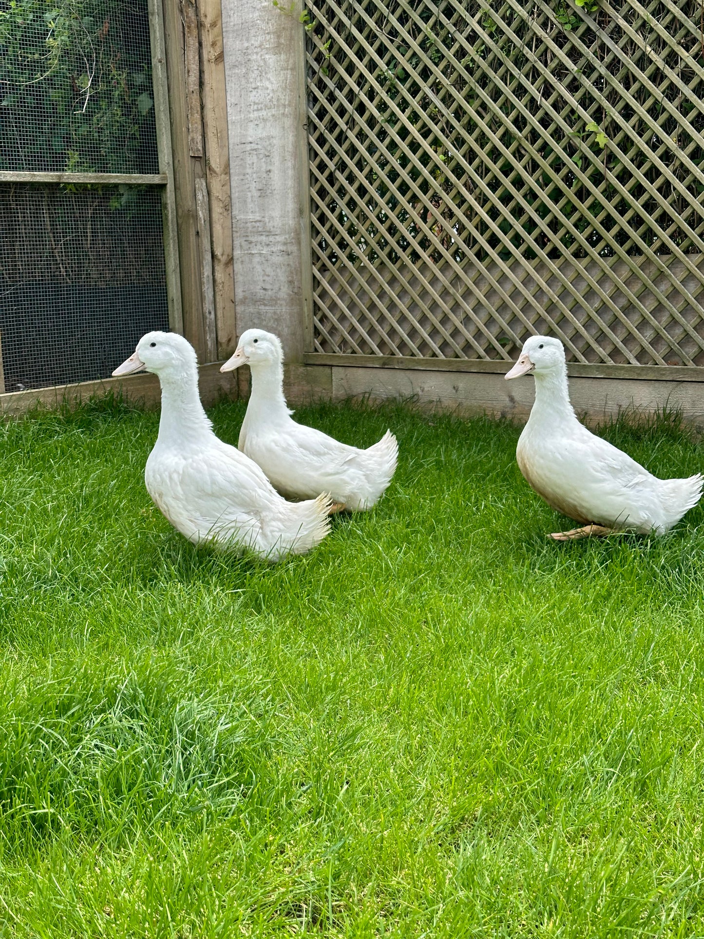 Point of lay Ducks
